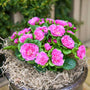 Potted primrose plant with bright pink blooms with white margins