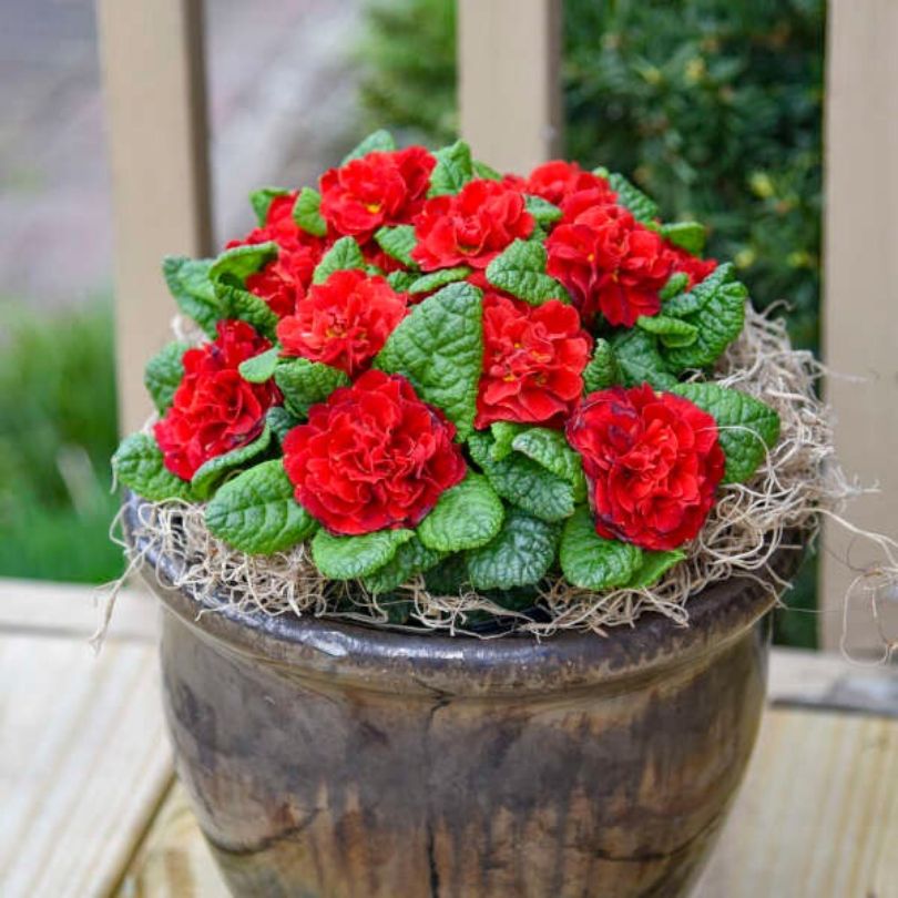 Potted plant with red primrose flowers and green leaves on a wooden surface