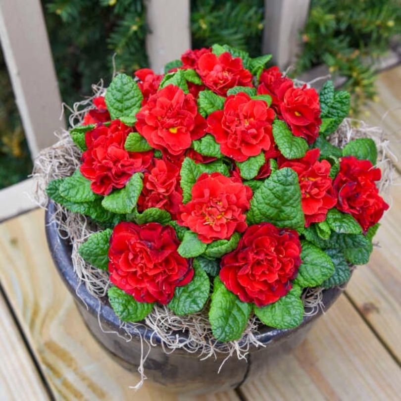 Potted plant with bright red primrose flowers and green leaves on a wooden surface.