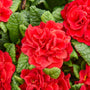 Close-up of vibrant red primrose flowers with green leaves