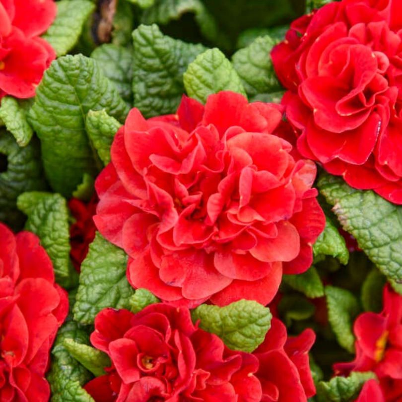 Close-up of vibrant red primrose flowers with green leaves
