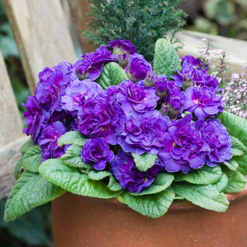Fleurs de primevère 'Violetta' d'un violet/bleu éclatant dans un pot