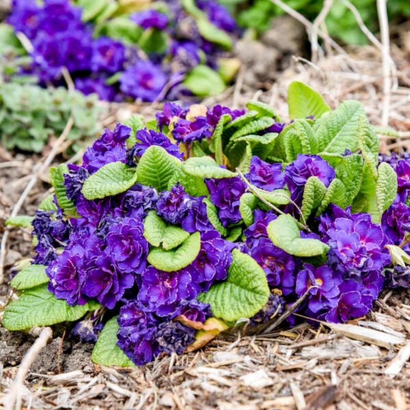 Des fleurs de primevère 'Violetta' d'un violet/bleu éclatant plantées dans le sol