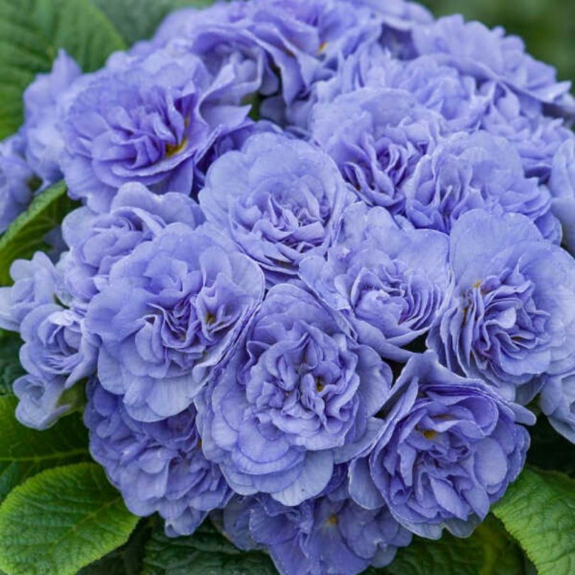 Monticule de primevères « Bleu aquarelle »