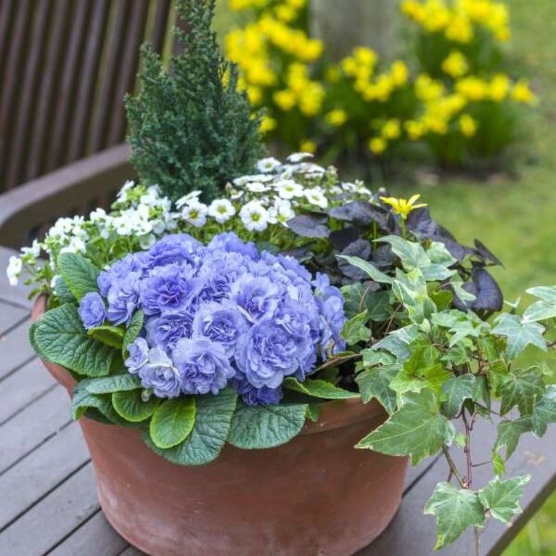 planting primroses in pots Bouquet Perfect™ 'Watercolour Blue' Primrose