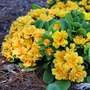Gros plan sur des fleurs de primevère jaune orangé vif