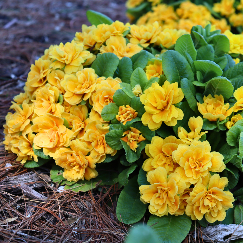 Gros plan sur des fleurs de primevère jaune orangé vif