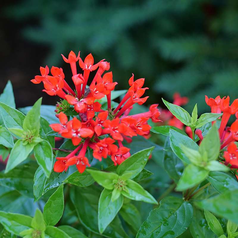 Close up of scarlet hued tubular flowers on green foliage