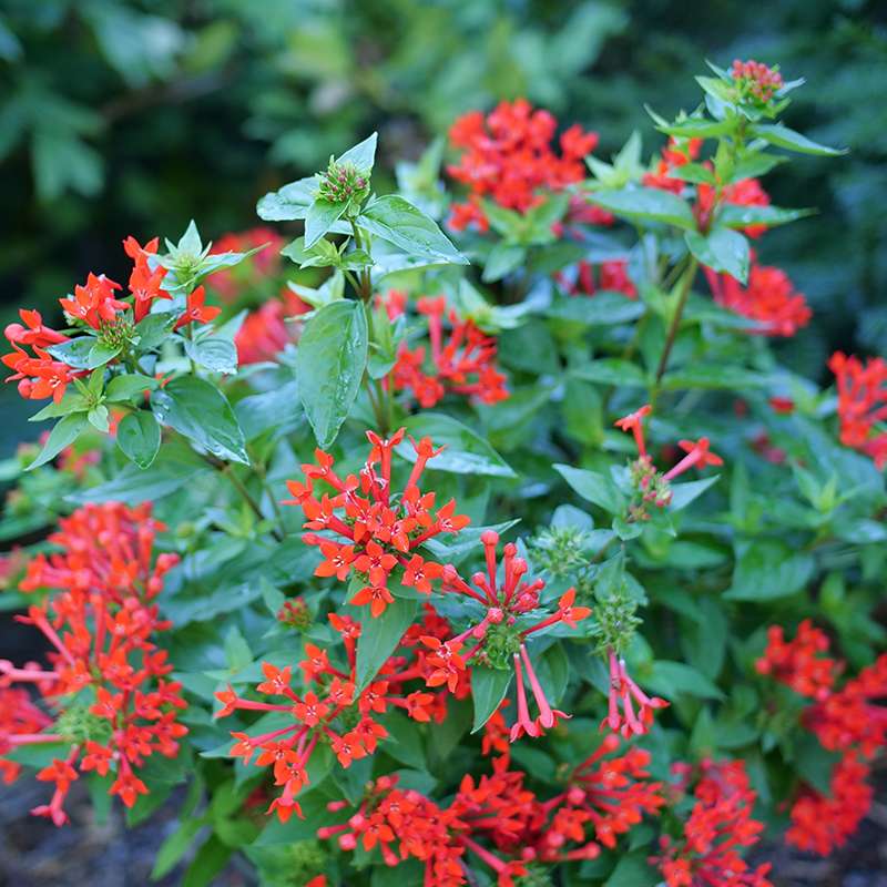 Close up of scarlet hued tubular flowers on green foliage