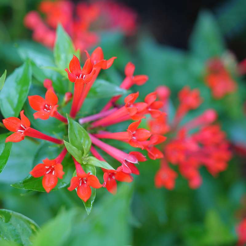 Close up of scarlet hued tubular flowers on green foliage
