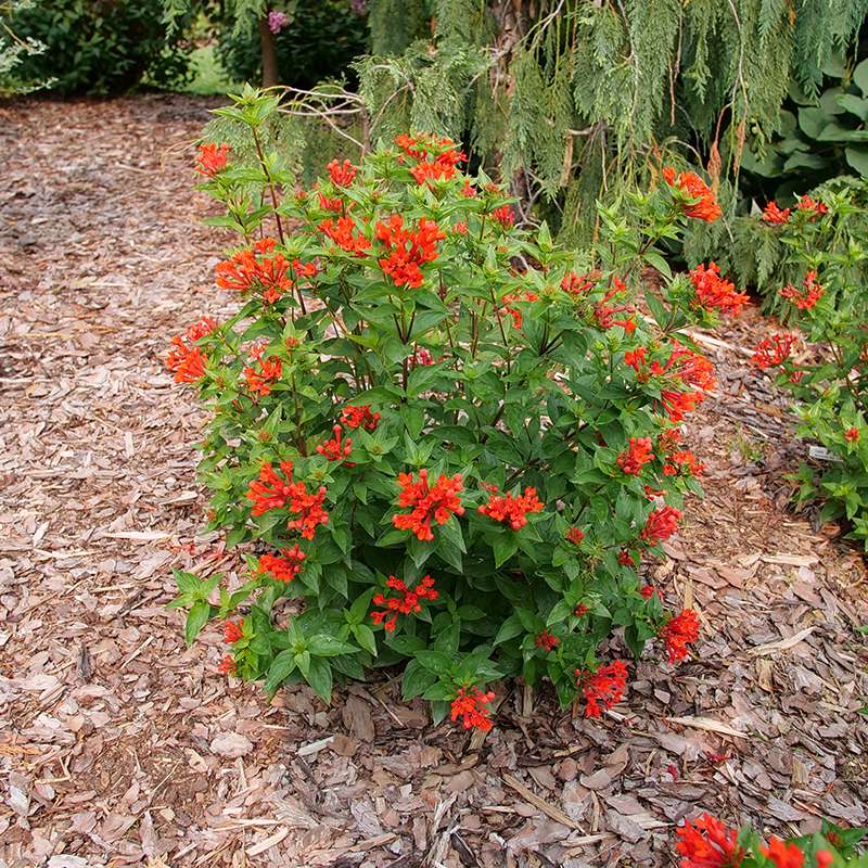 Shows compact bush with scarlet blooms and green foliage in garden