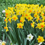 Monticule de jonquilles jaunes 'Brackenhurst' à cœur orange proéminent