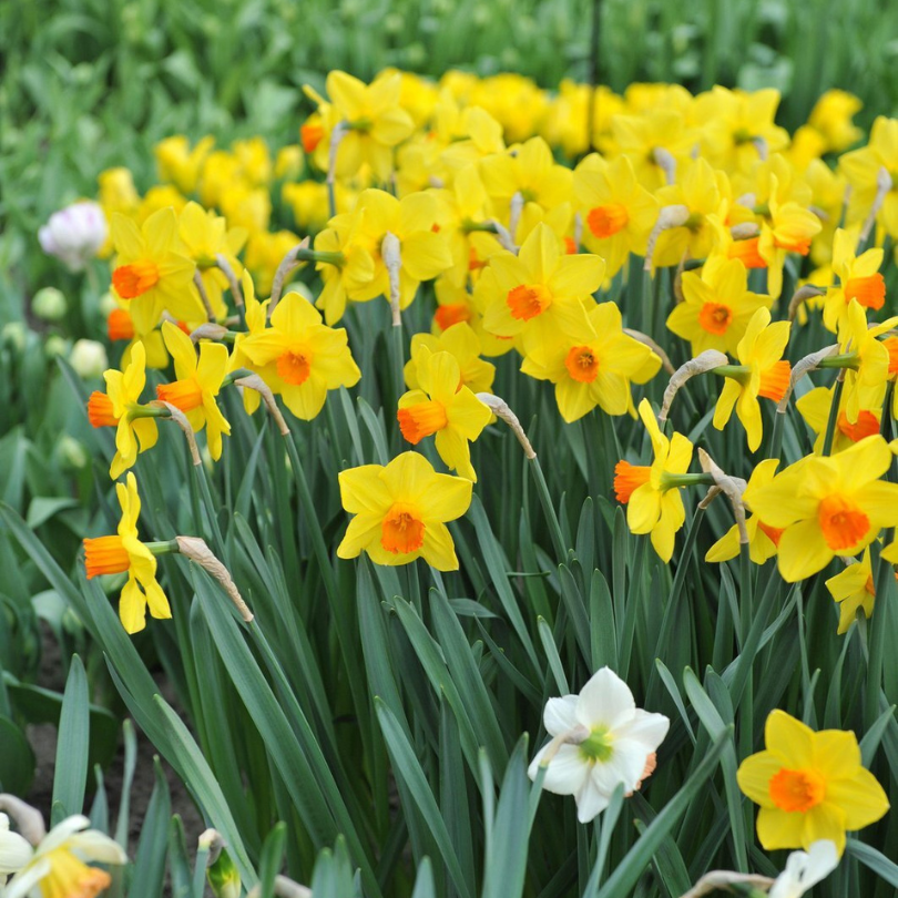 Monticule de jonquilles jaunes 'Brackenhurst' à cœur orange proéminent