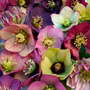 Gros plan sur de magnifiques roses de Carême aux couleurs variées