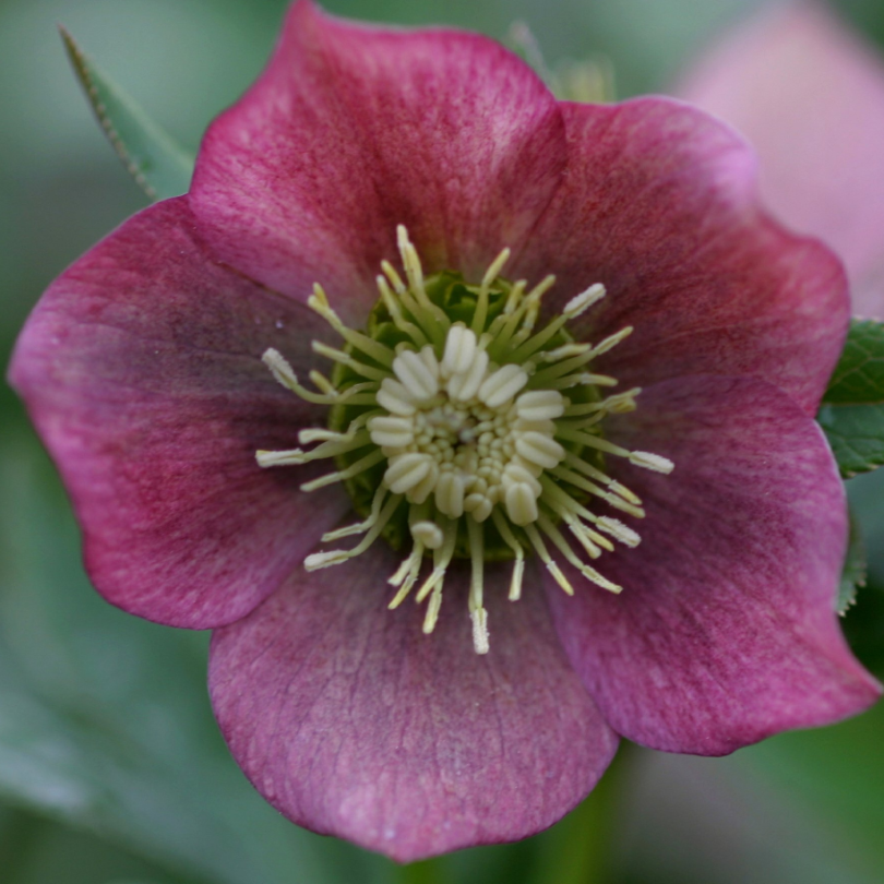 Gros plan d'une rose de Carême rose