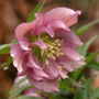 Gros plan d'une rose de Carême rose