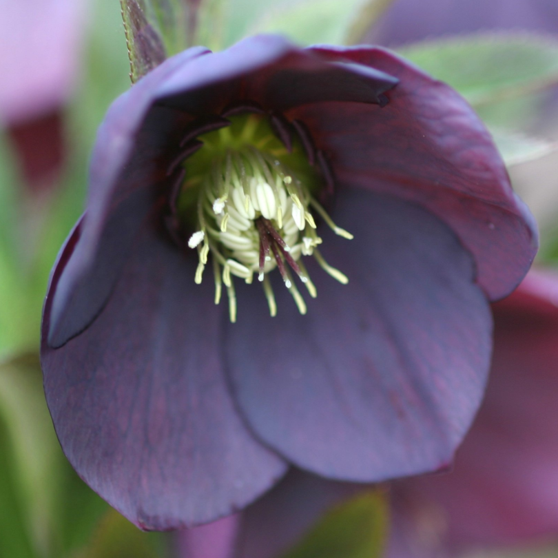 Gros plan d'une rose de Carême violette