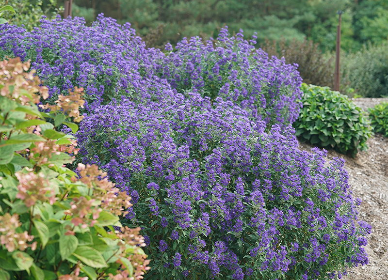 Mound of blue/purple bluebeard flowers with green foliage in a garden setting