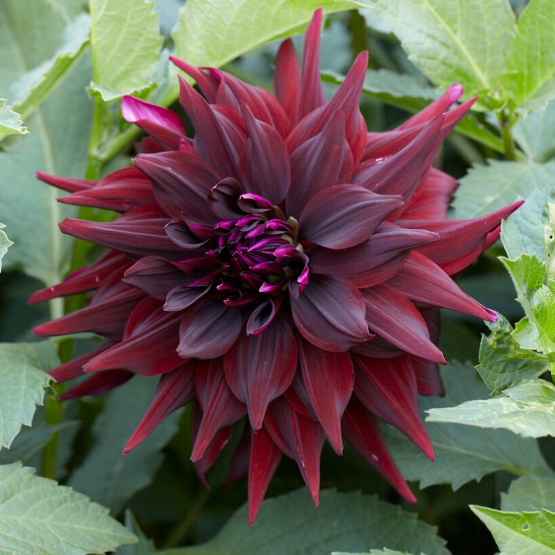 Gros plan sur une fleur de dahlia 'Brigitta Alida' d'un violet/rouge profond, avec des feuilles vertes en arrière-plan.