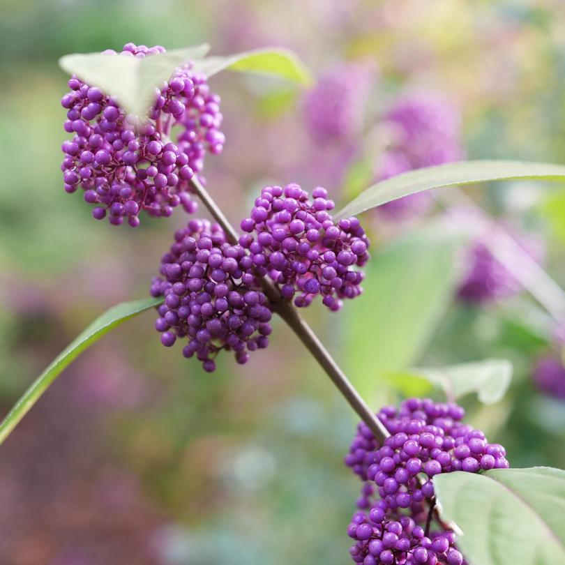 Close-up of Bubble Up™ beautyberry's purple berries with a blurred natural background