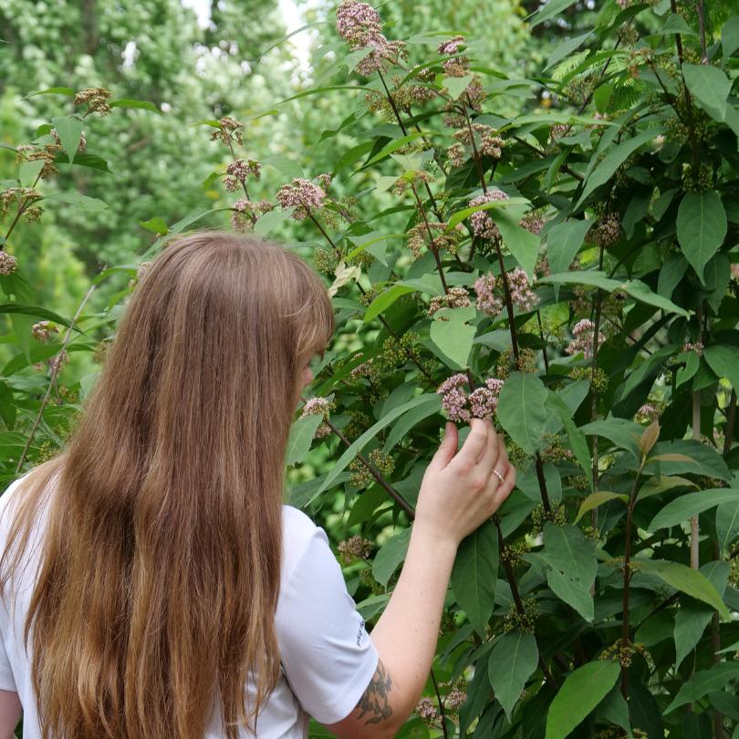 Person with long hair and a white shirt interacting with green foliage and flowers.