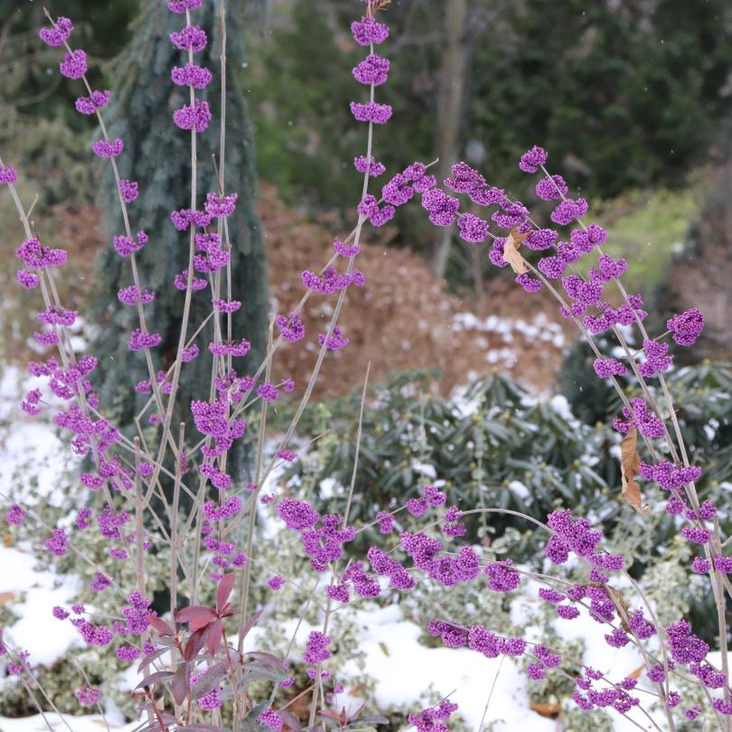 Bubble Up™ beautyberry's purple berries in a snowy garden setting