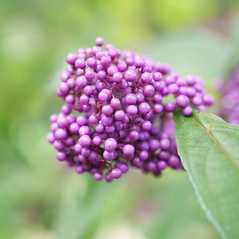 Close-up of Bubble Up™ beautyberry's purple berries with green leaves on a blurred green background

