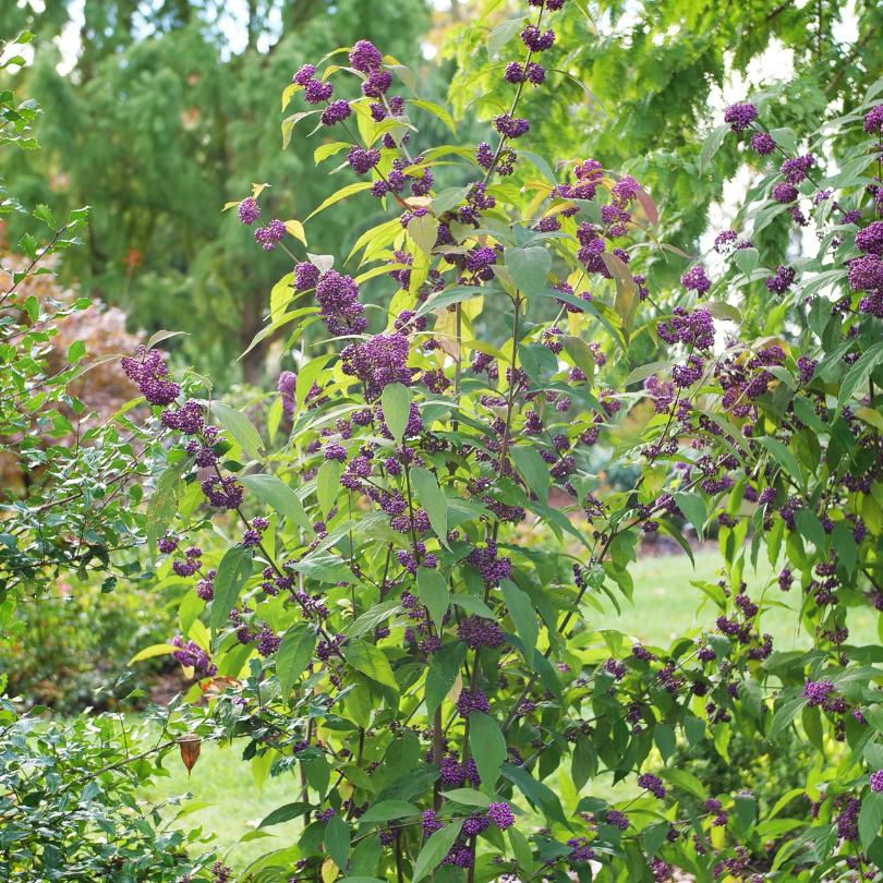 Bubble Up™ beautyberry with purple berries and green leaves in a garden setting