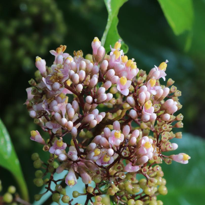 Close-up of Bubble Up™ beautyberry's pink flowers with green leaves in the background