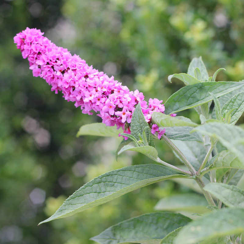Lo & Behold® 'Pink Micro Chip' Butterfly Bush pink blooms in the landscape. 