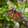 Lo & Behold® 'Blue Chip Jr.' Butterfly Bush with a Monarch Butterfly. 