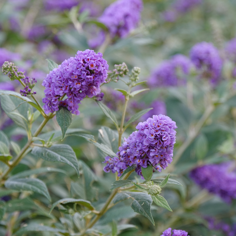 Lo & Behold 'Blue Chip Jr.' Butterfly Bush in bloom. 