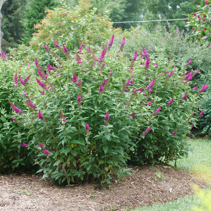 'Miss Molly' Butterfly Bush has a rounded habit.