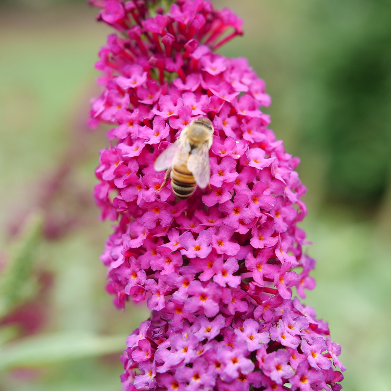 Bee on 'Miss Molly' Butterfly Bush. 