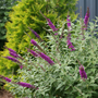 Éclosion des bourgeons et des fleurs sur le Buddleia 'Miss Violet'. 