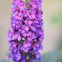 Floraison sur le buddleia 'Miss Violet'.