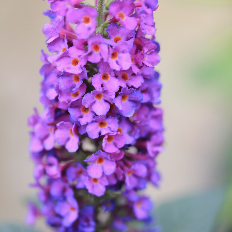 Floraison sur le buddleia 'Miss Violet'.