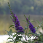 'Miss Violet', floraison estivale. 