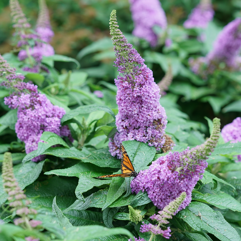 Pollinators, like Monarch butterflies, love Pugster Amethyst butterfly bush