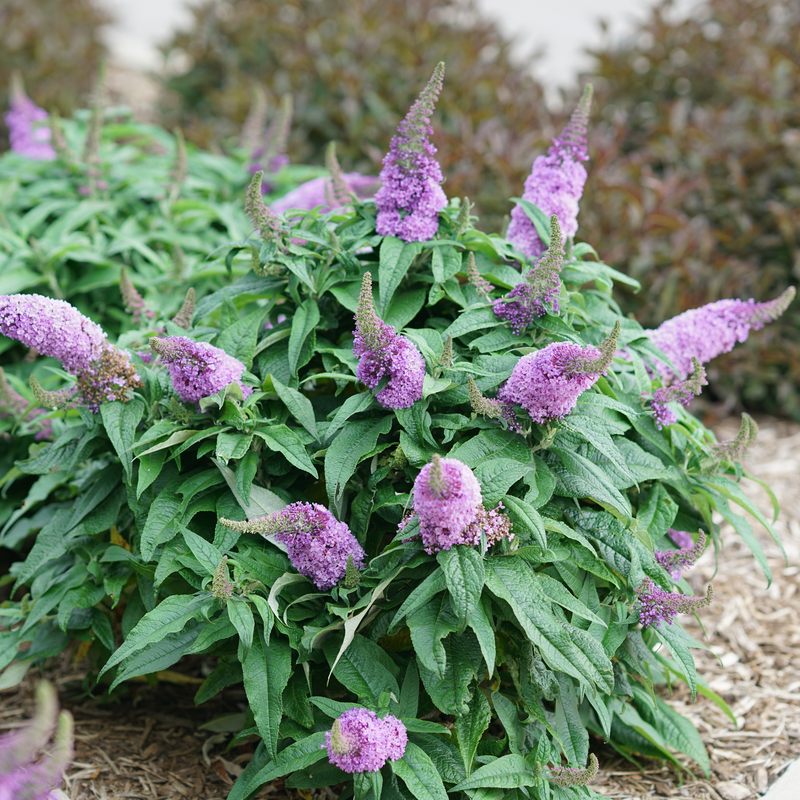 Pugster Amethyst® Butterfly Bush (Buddleia)