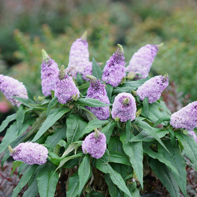 Pugster Amethyst butterfly bush has large flowers, but a compact habit