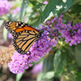 Pugster Amethyst butterfly bush is a great shrub for pollinator gardens.