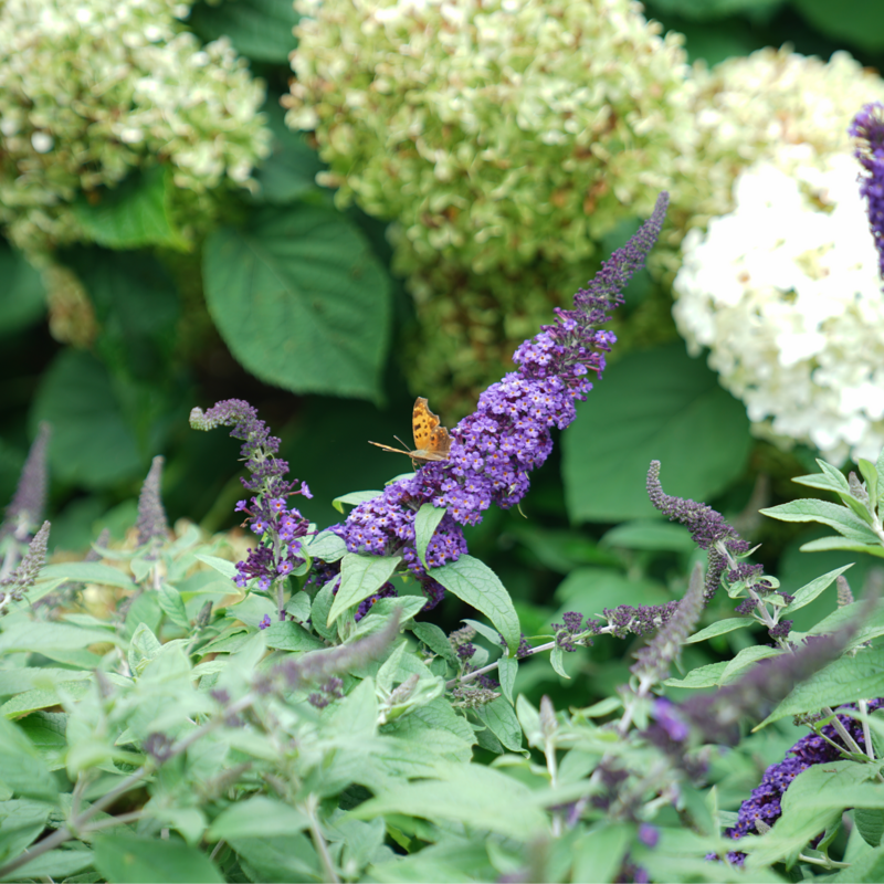 Butterfly feeding on a blooming Pugster Blue Butterfly Bush. 