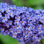 Close-up of Pugster Blue Butterfly Bush blooms and their bright orange center. 