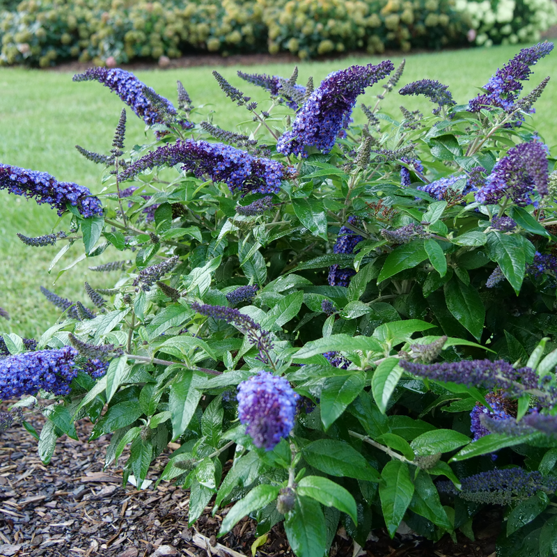 Pugster Blue Butterfly Bush blooming in the landscape. 