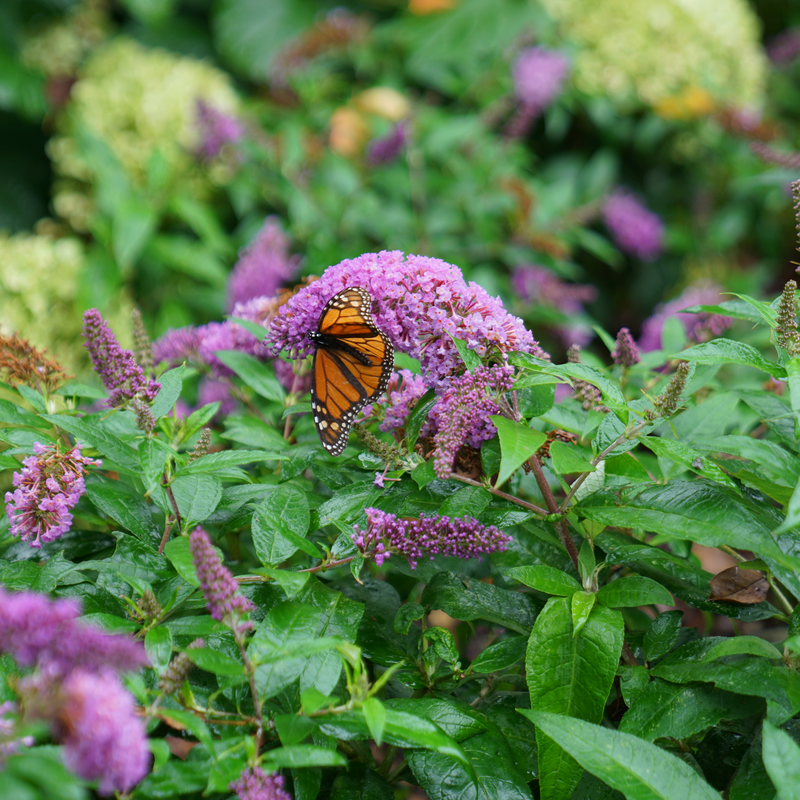 Pugster Periwinkle® Butterfly Bush providing food for a Monarch Butterfly in the landscape. 