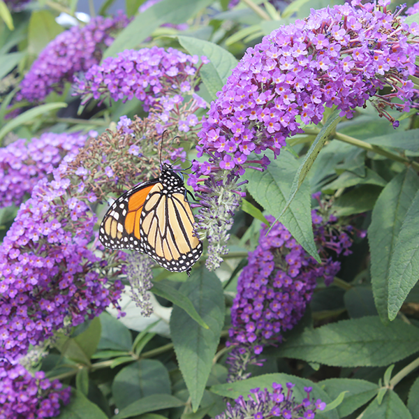 Lo & Behold® 'Purple Haze' Butterfly Bush For Sale | Proven