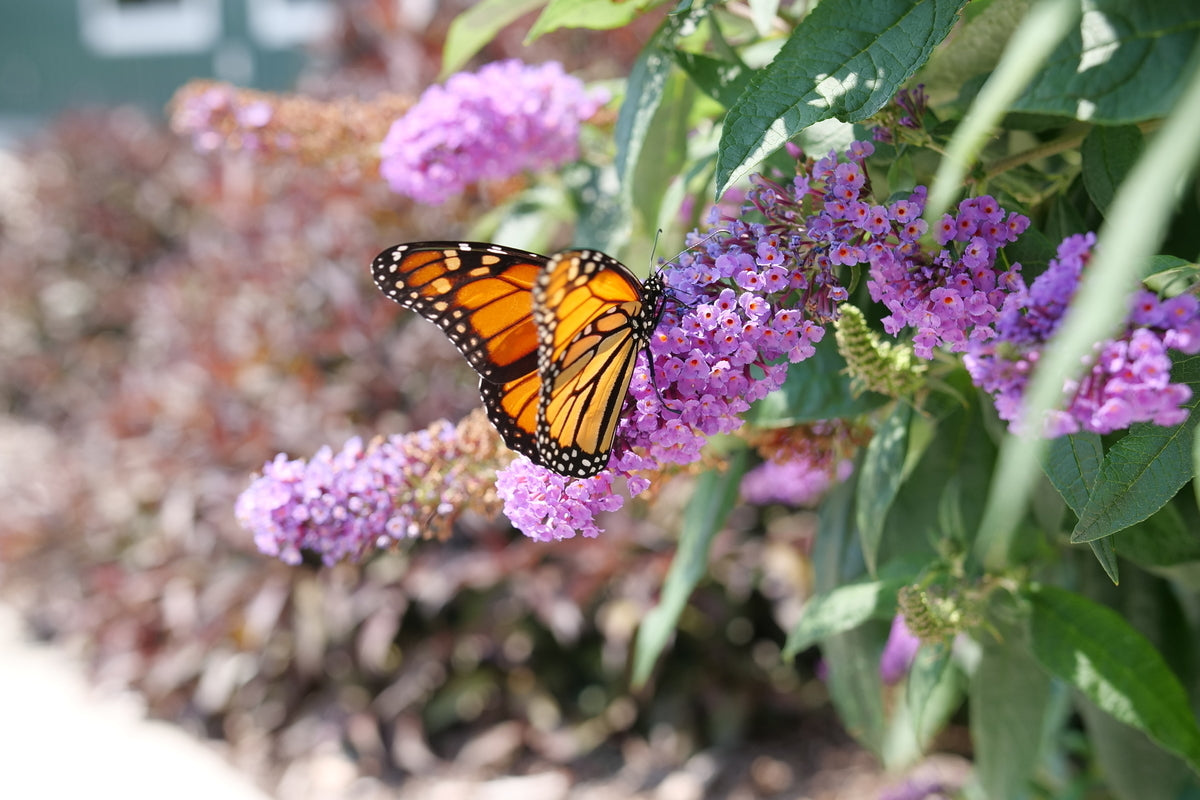 Butterfly on Buddleia butterfly bush