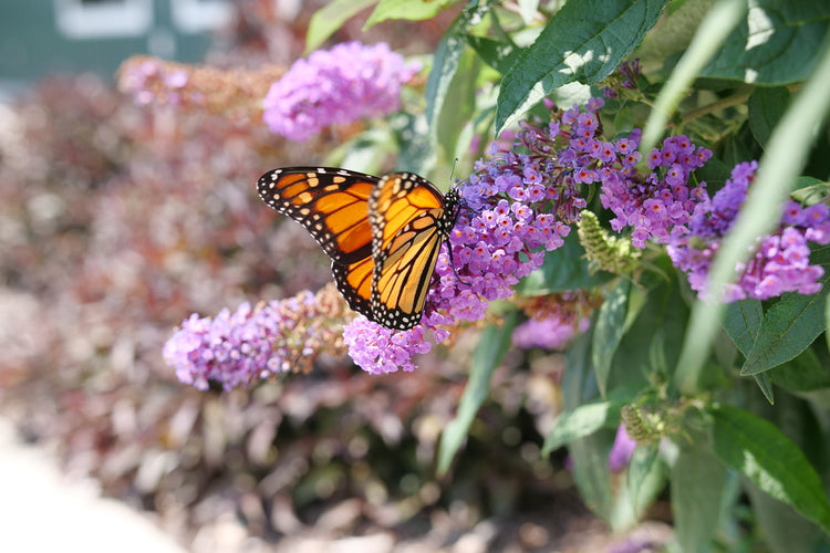 Butterfly on Buddleia butterfly bush