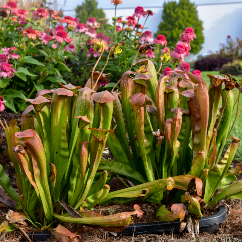 Ses fleurs rouge cannelle en forme d'urne constituent un ajout rare et unique aux sols humides.